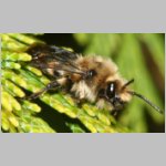 Melecta albifrons - Trauerbiene 04b 14mm.jpg